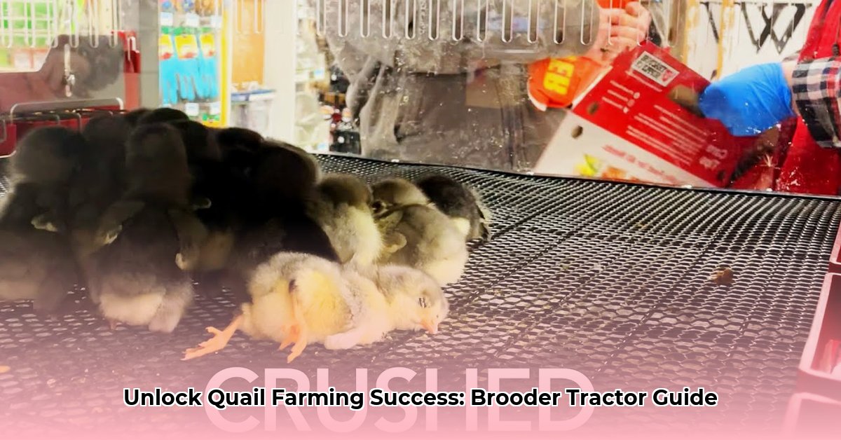 brooder-tractor-supply